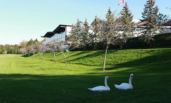 Stratford Swan Release & Parade 2019