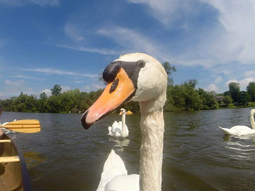 Explore the Waterways in Stratford